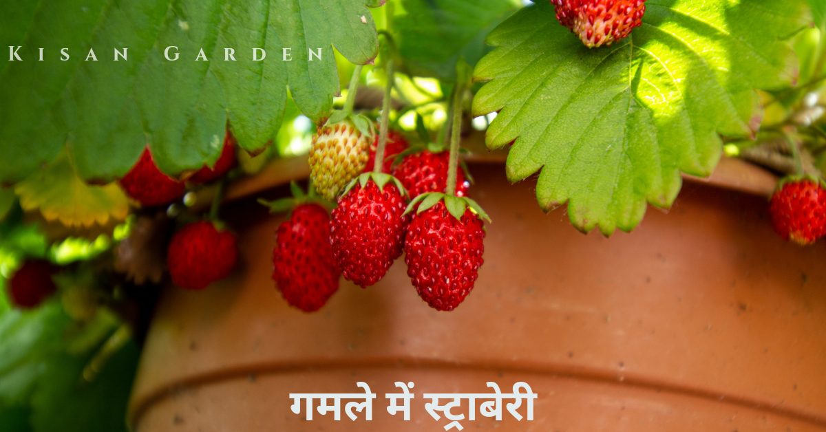 strawberry in pot (गमले में स्ट्रॉबेरी)