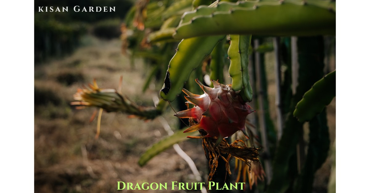 dragon fruit