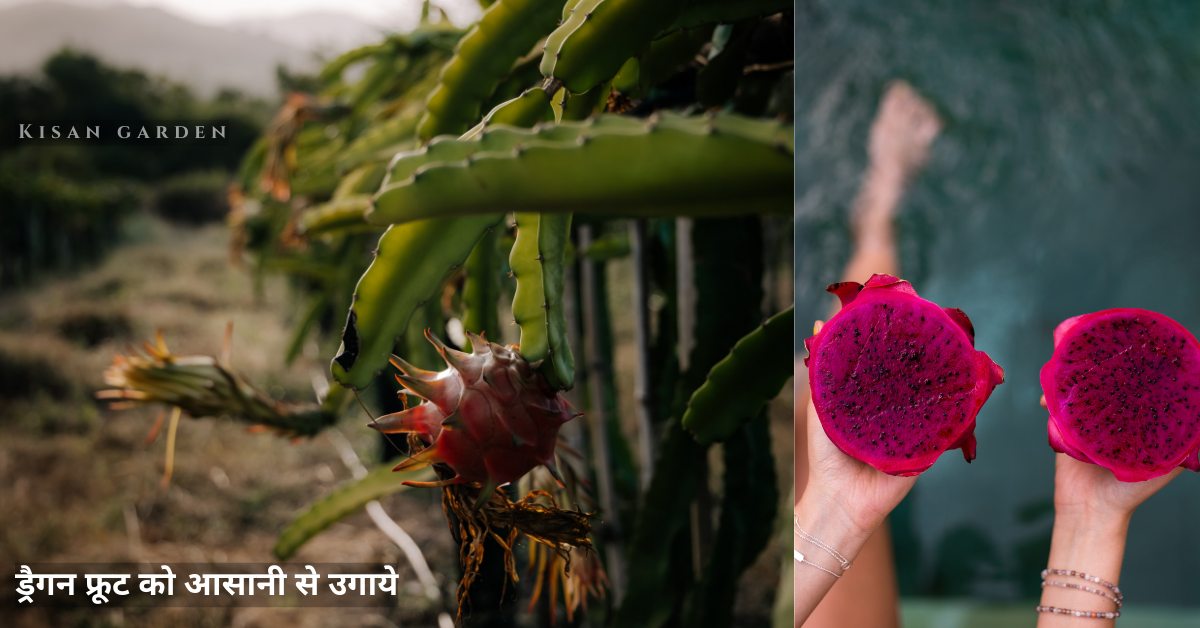 ड्रैगन फ्रूट घर में कैसे उगाएं, पूरी प्रक्रिया क्रमानुसार 2024 | Plant Dragon fruit Hindi