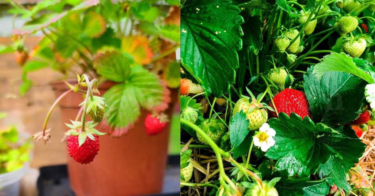 Strawberry plant | best fruit plants for home garden