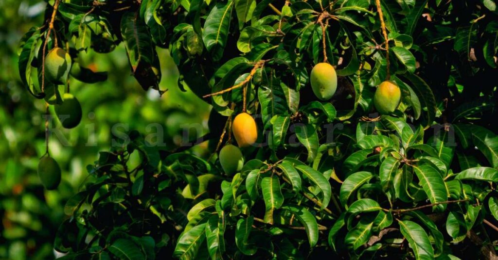 mango plant | best fruit in monsoon India