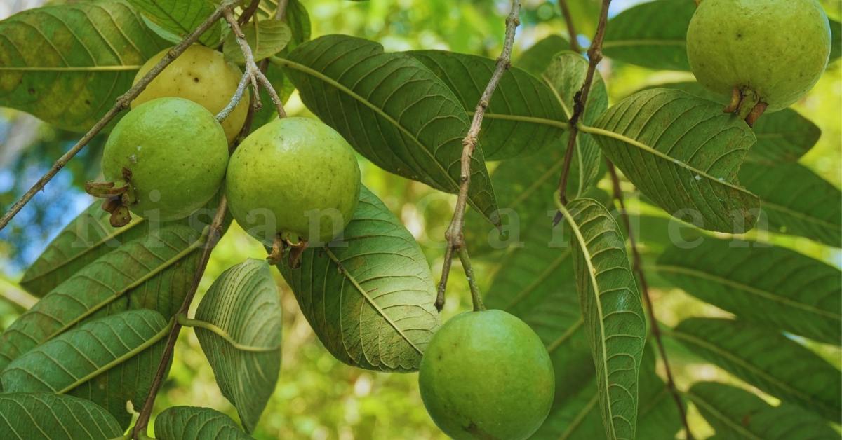 guava plant