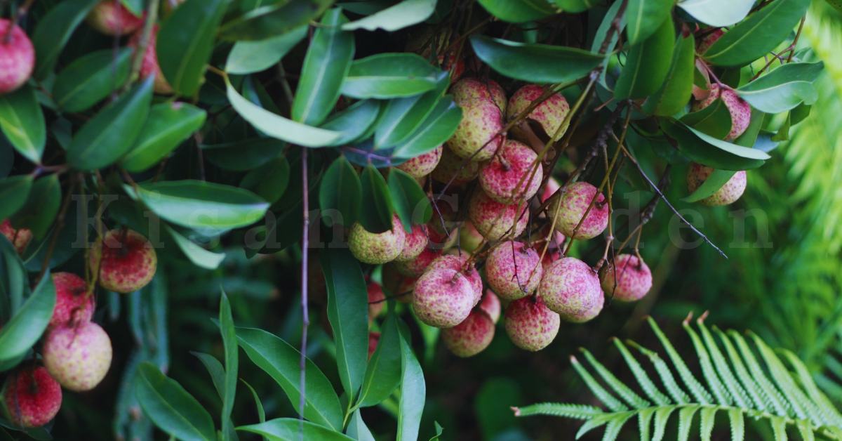 litchi plant | best fruit plants in India