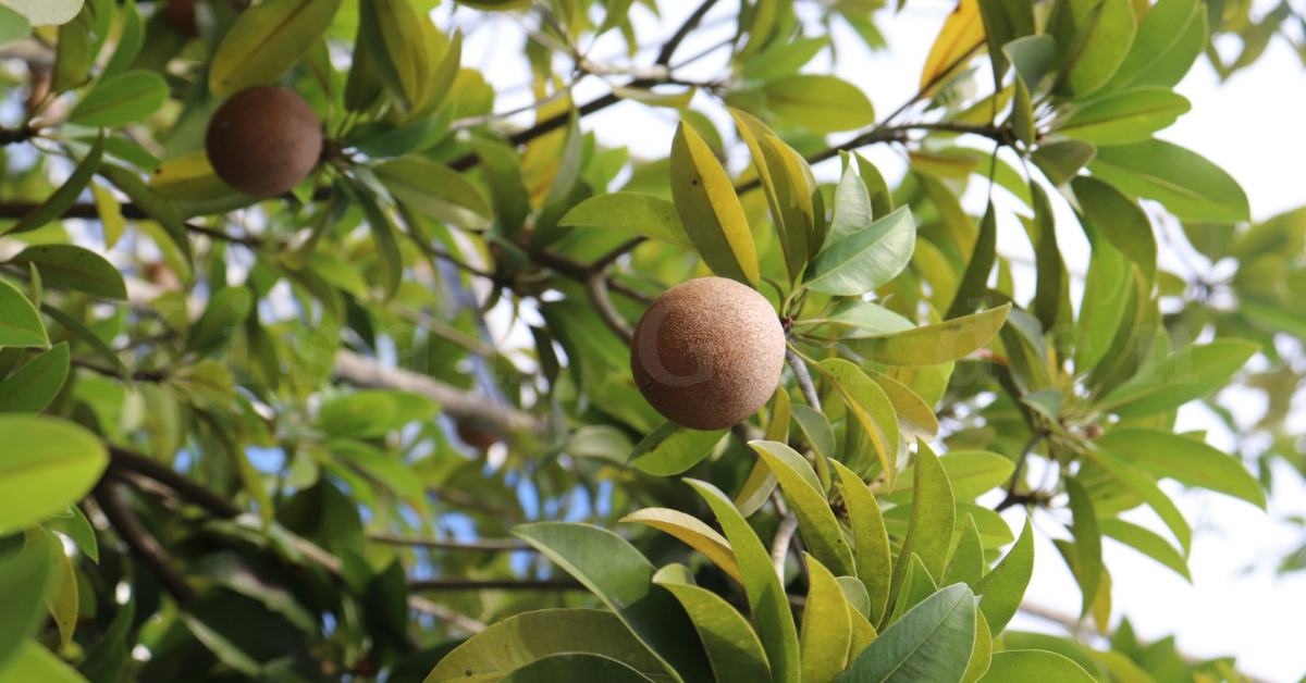 Sapodilla | chiku 