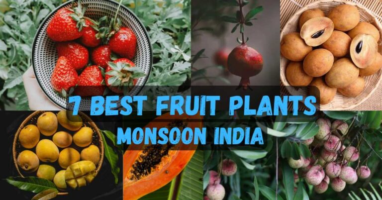 Best fruit plants