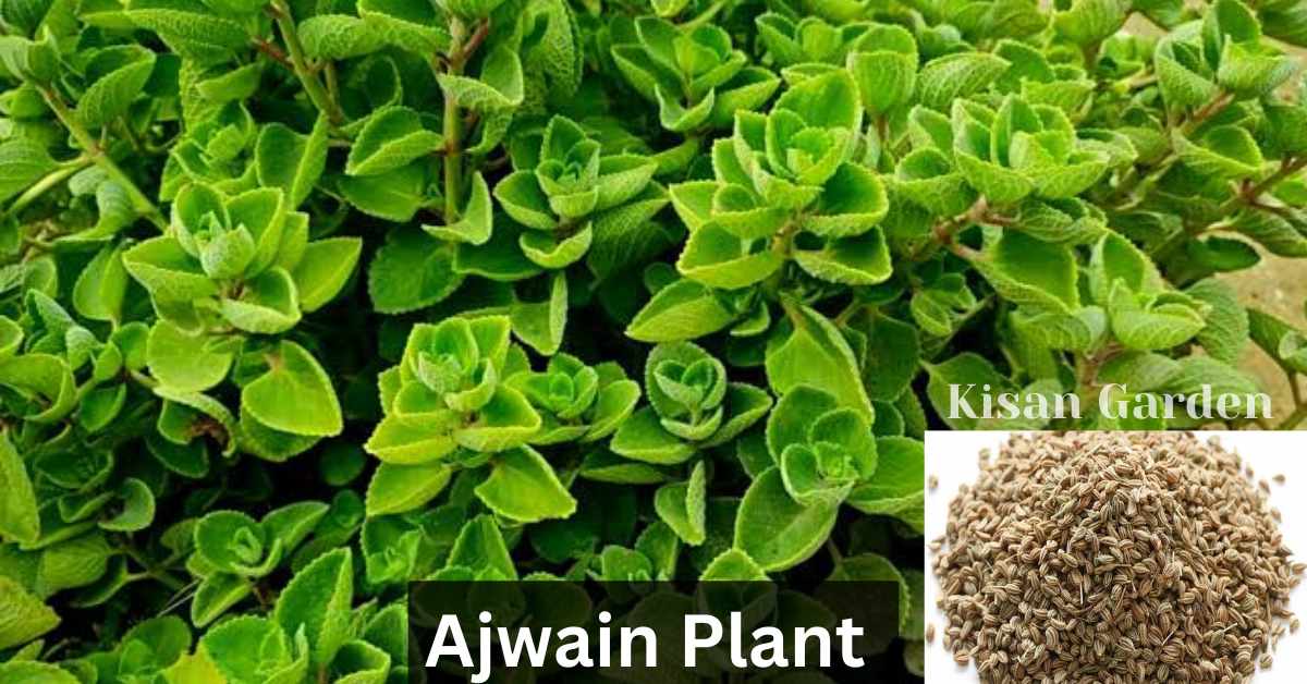 ajwain plant